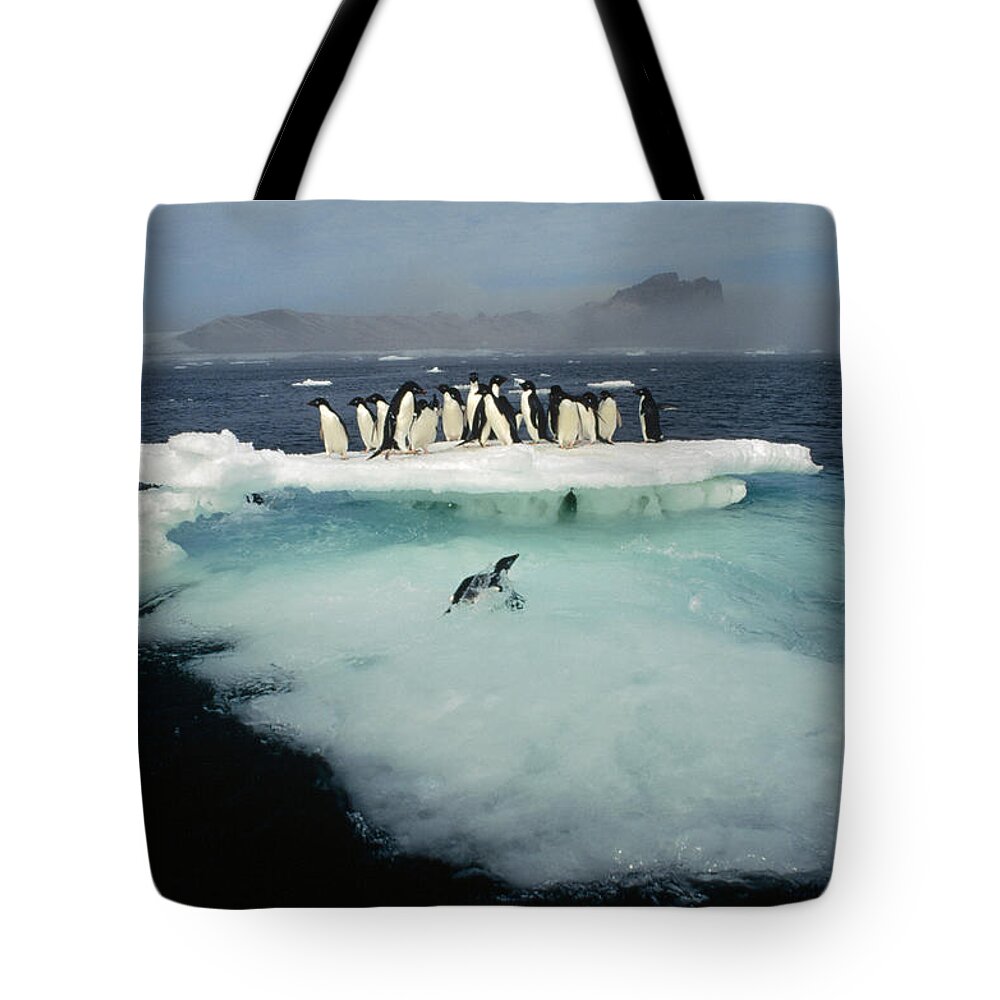 00141285 Tote Bag featuring the photograph Adelies on Ice Floe by Tui De Roy
