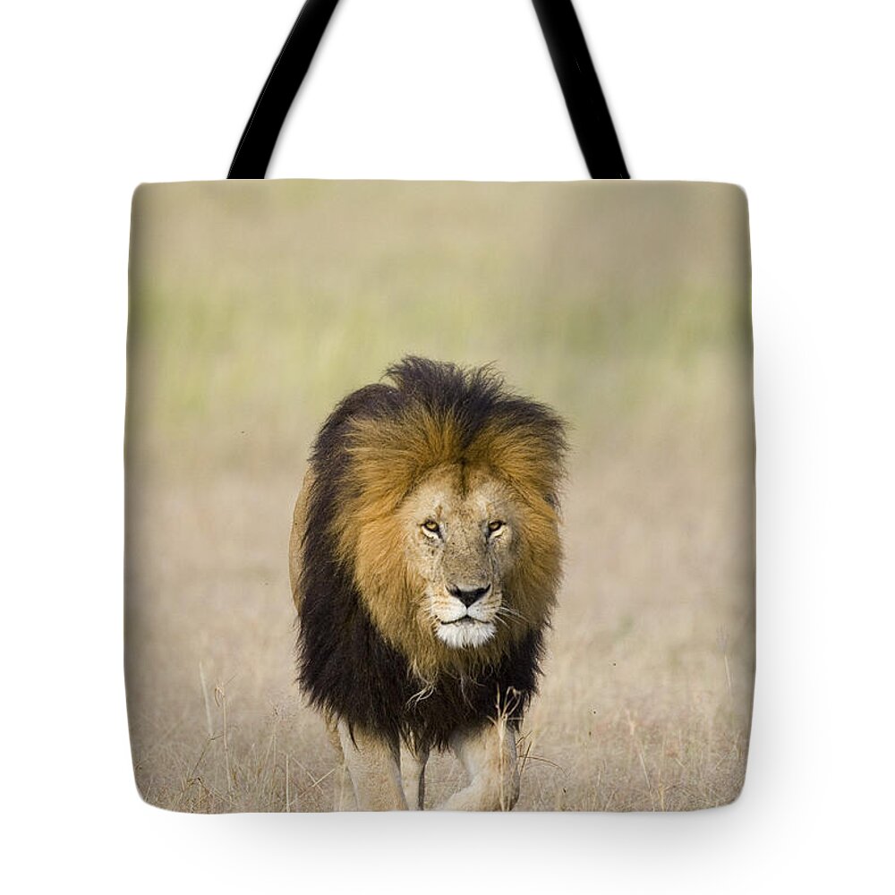 00784082 Tote Bag featuring the photograph African Lion on the Savanna by Suzi Eszterhas
