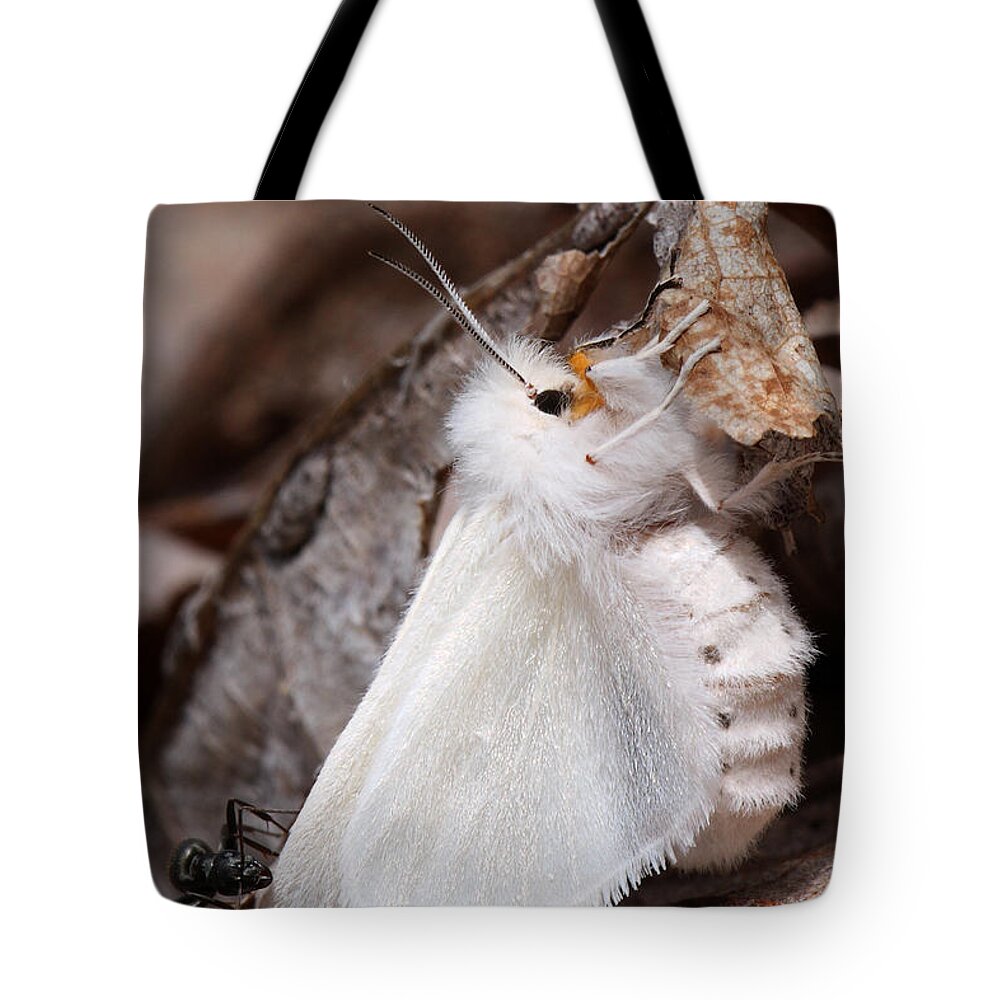 Spilosoma Congrua Tote Bag featuring the photograph Agreeable Tiger Moth With Ant by Daniel Reed
