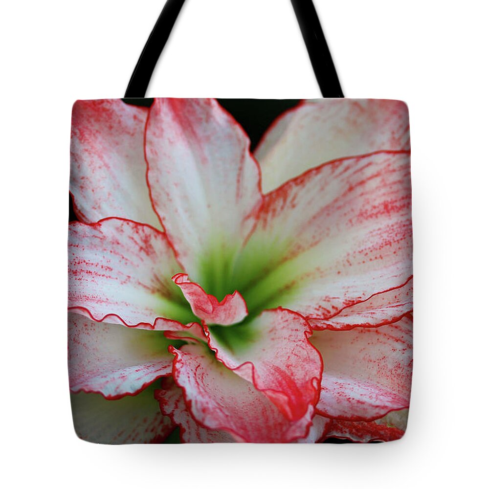 Amaryllis Tote Bag featuring the photograph All Frills and Thrills by Rachel Cohen