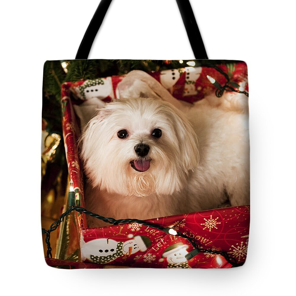 Maltese Tote Bag featuring the photograph All wrapped up by Leslie Leda