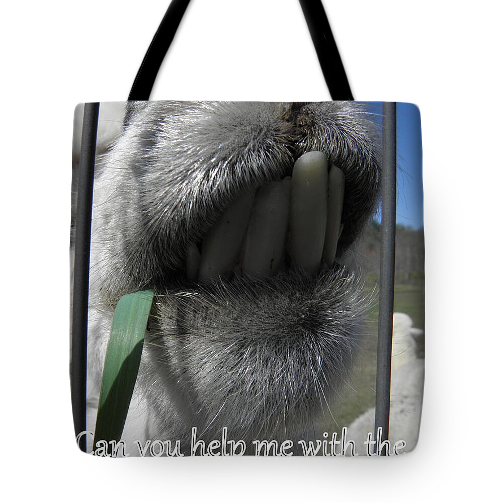 Alpaca Tote Bag featuring the photograph Alpaca funnies by Kim Galluzzo Wozniak