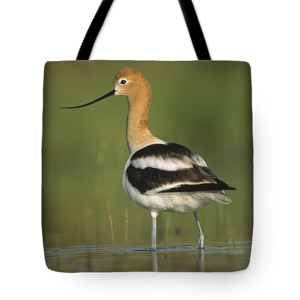 00171482 Tote Bag featuring the photograph American Avocet In Breeding Plumage by Tim Fitzharris