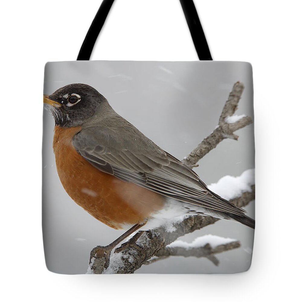 00176633 Tote Bag featuring the photograph American Robin Perching In Snow Storm by Tim Fitzharris