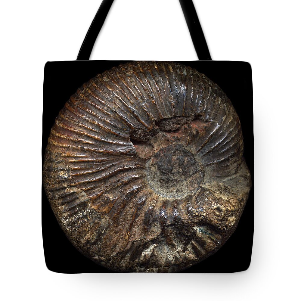 Fossil Tote Bag featuring the photograph Ammonite Front by David Kleinsasser