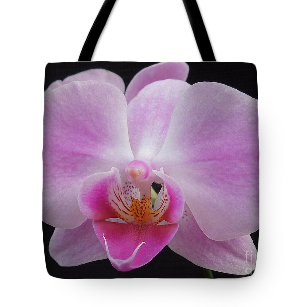 Orchid Tote Bag featuring the photograph An Orchid by Chad and Stacey Hall