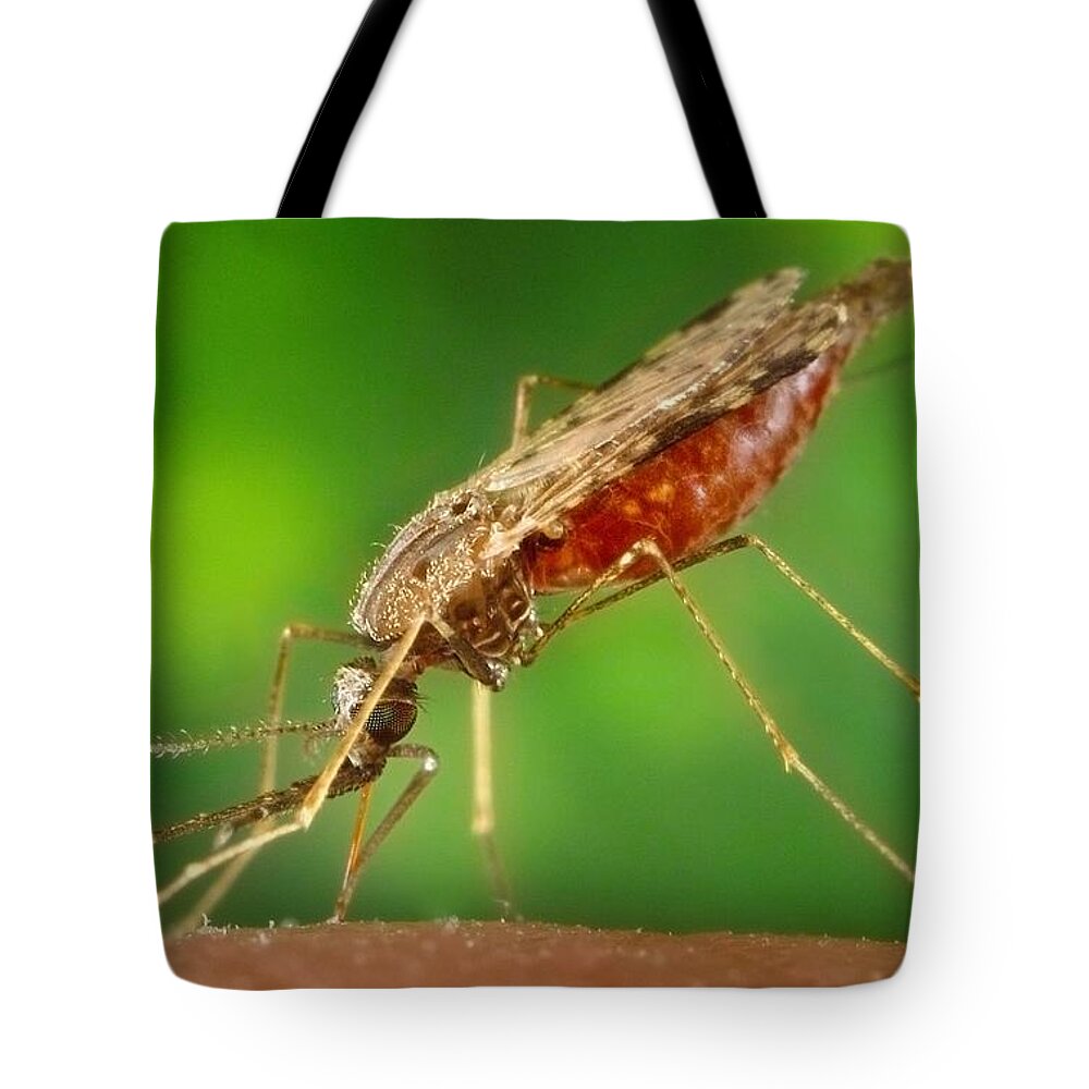 Mosquito Tote Bag featuring the photograph Anopheles Mosquito Feeding by Science Source