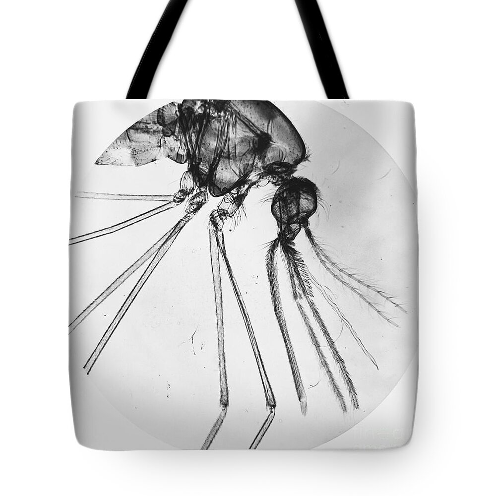 Mosquito Tote Bag featuring the photograph Anopheles Mosquito by Omikron