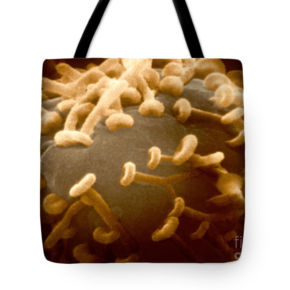 Synapse Tote Bag featuring the photograph Aplysia Sp. Synapses by Omikron