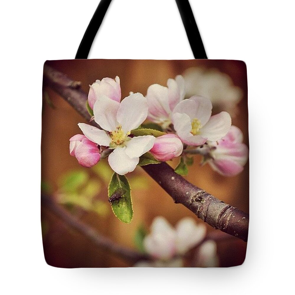 Tagstagram Tote Bag featuring the photograph Apple Blossom by Silva Halo