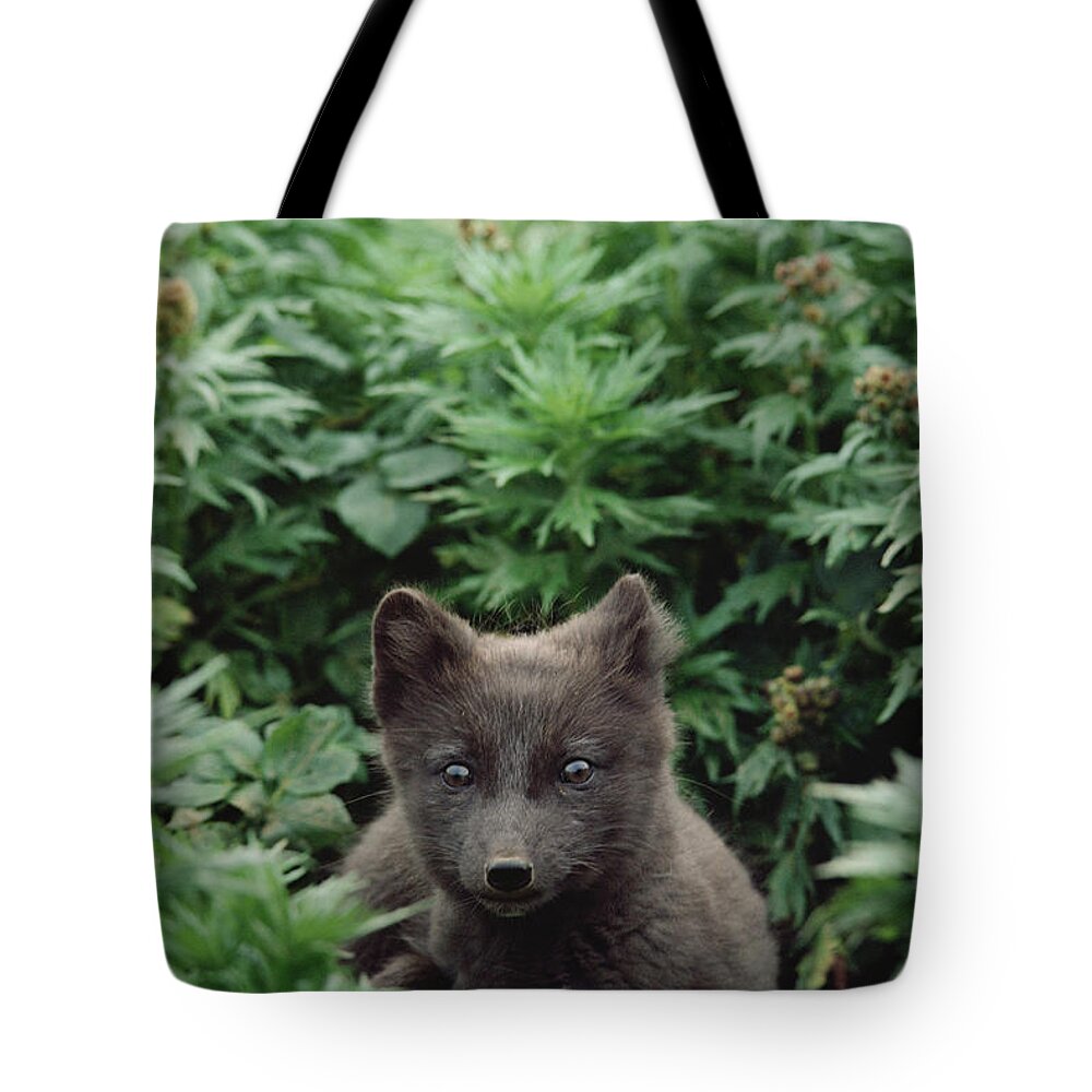 Mp Tote Bag featuring the photograph Arctic Fox Alopex Lagopus Young Pup by Gerry Ellis