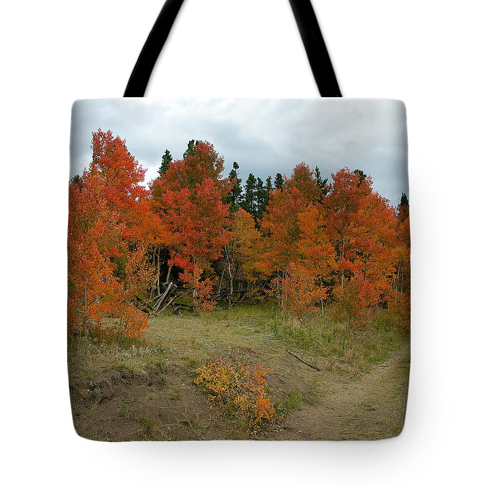 Aspen Trees Tote Bag featuring the photograph Aspen in Red by Stephen Johnson