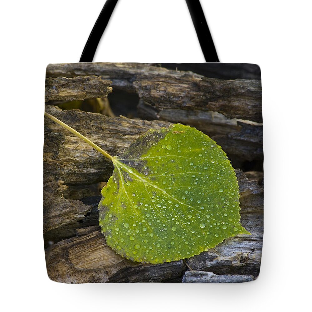 Nature Aspen Leaf Dew Rocky Mountain National Park Rmnp Colorado Tote Bag featuring the photograph Aspen Leaf - 0824 by Jerry Owens