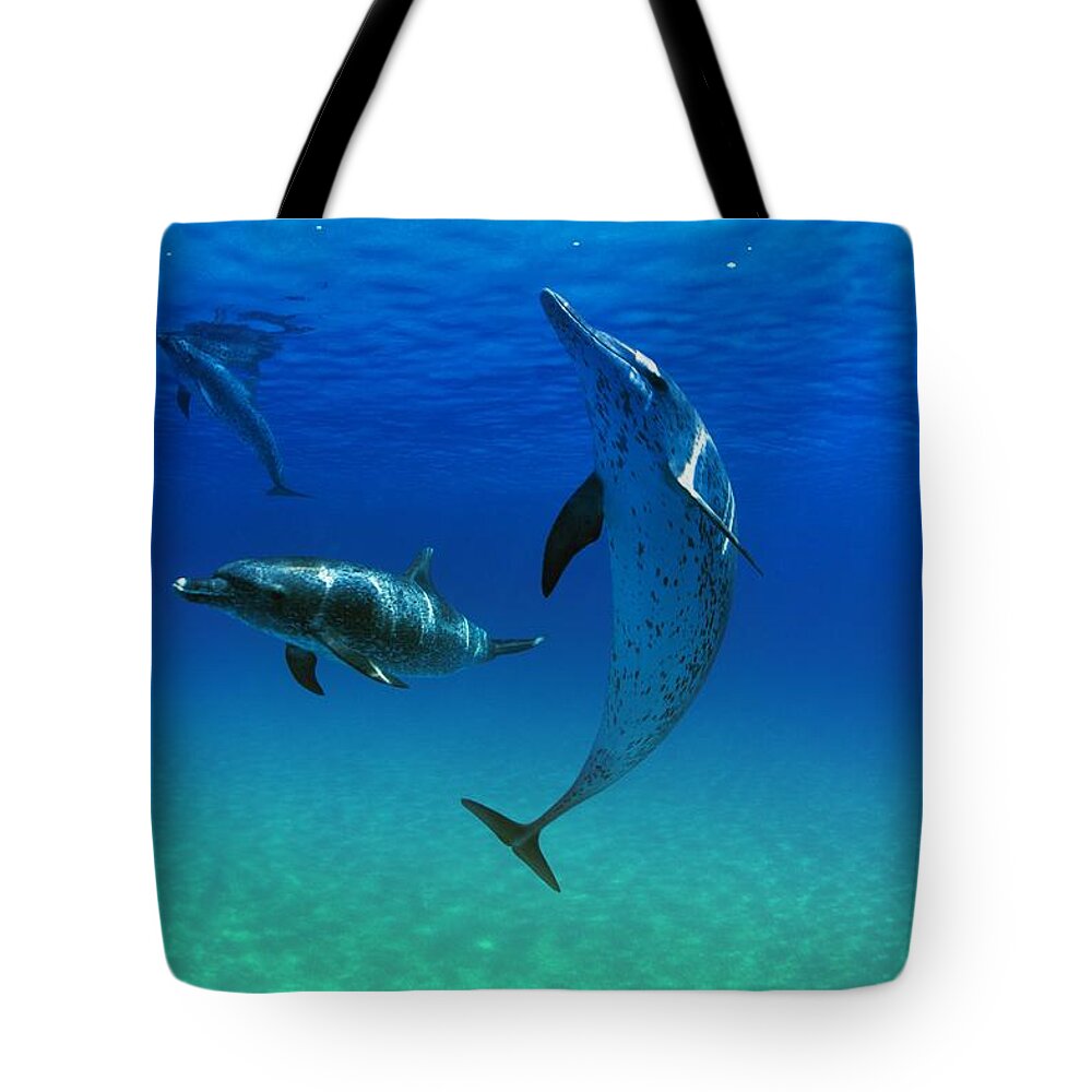 Animals Tote Bag featuring the photograph Atlantic Spotted Dolphins In The Bahamas by Carson Ganci