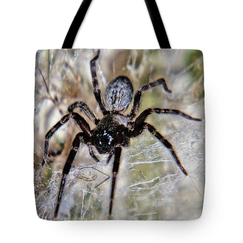 Spider Tote Bag featuring the photograph Australian Spider Badumna Longinqua by Chriss Pagani