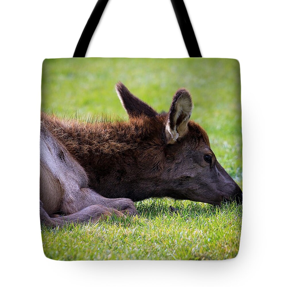 Elk Calf Tote Bag featuring the photograph Baby Elk by Steve McKinzie