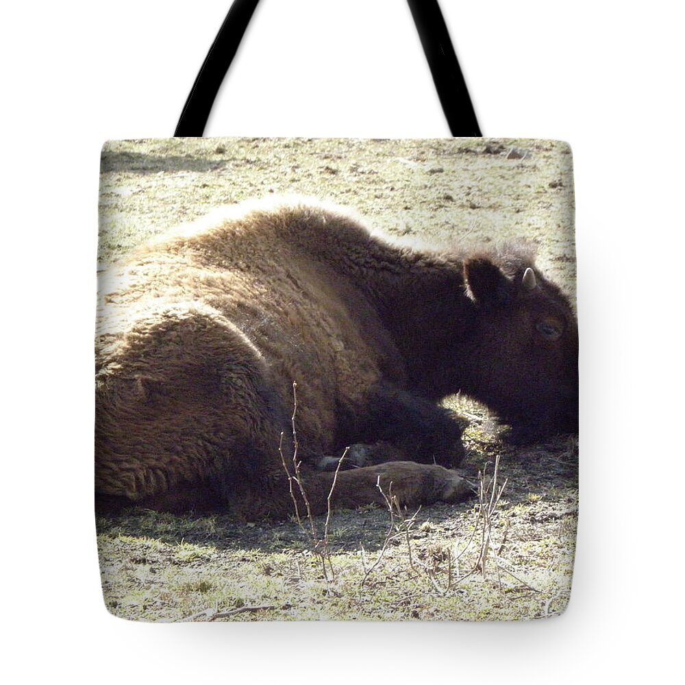 Baby Tote Bag featuring the photograph Baby Resting by Kim Galluzzo