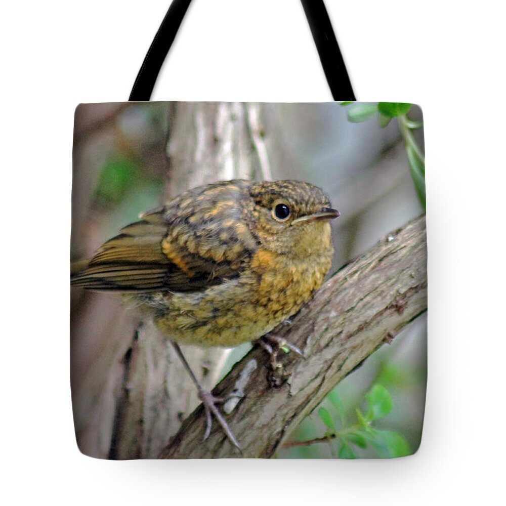 Birds Tote Bag featuring the photograph Baby Robin by Tony Murtagh