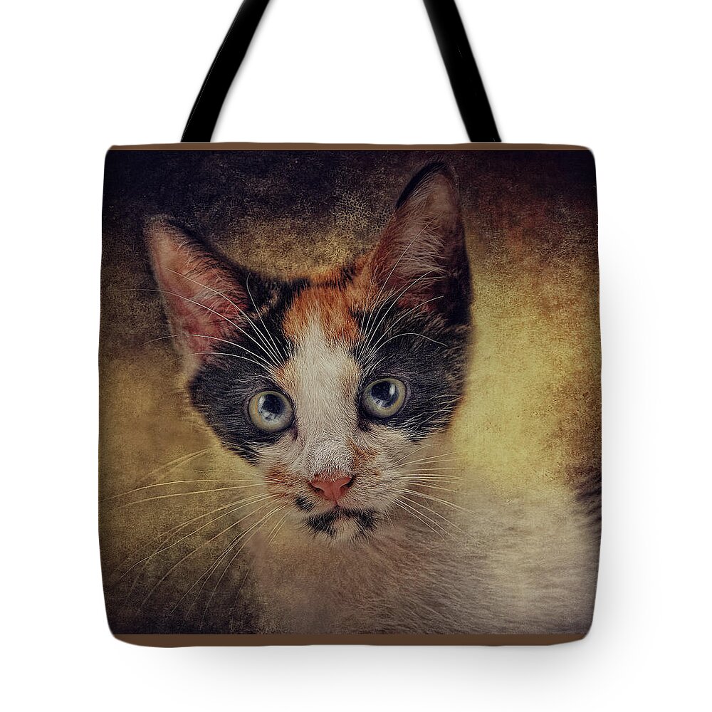 Cats Tote Bag featuring the photograph Bacchus by Pat Abbott