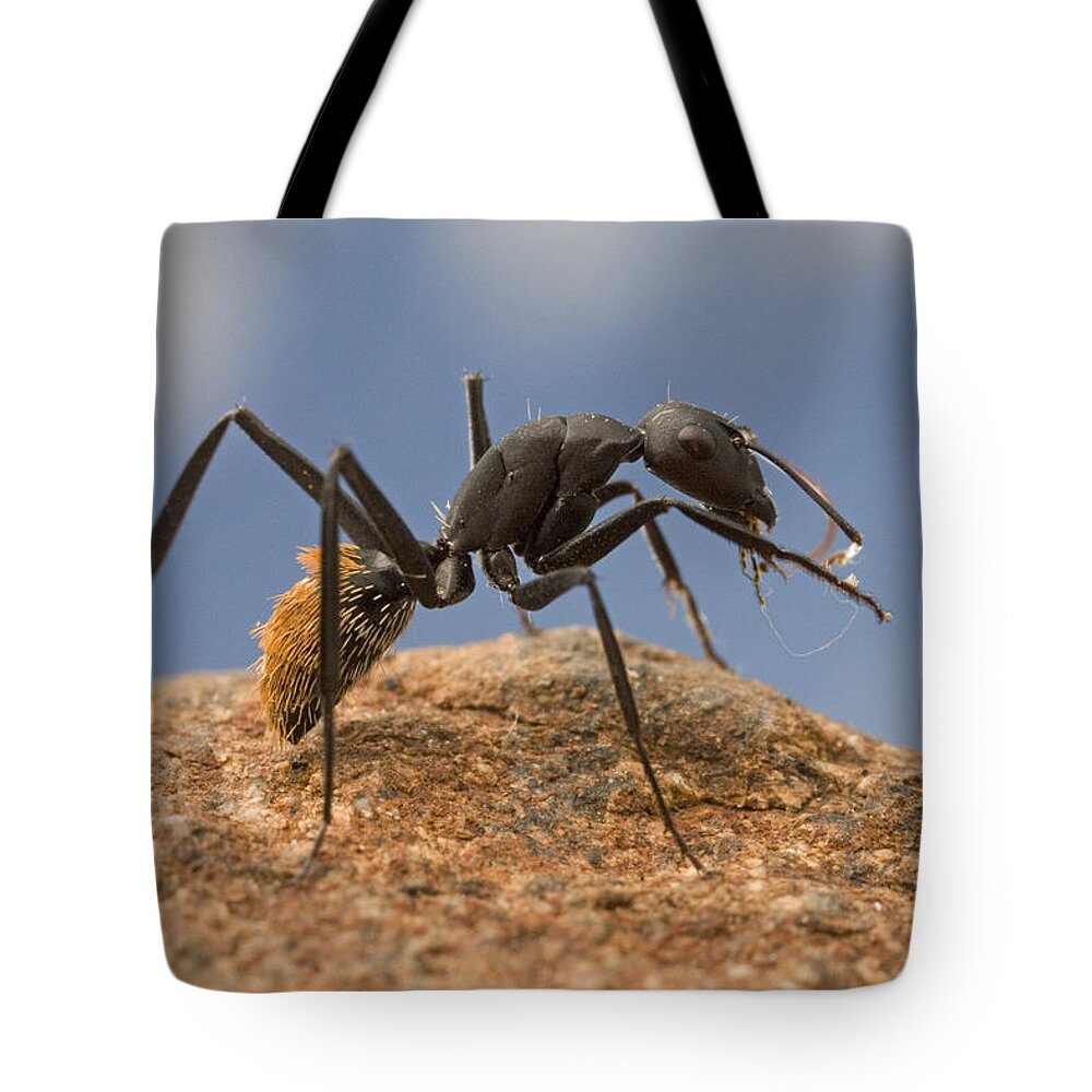 00298590 Tote Bag featuring the photograph Balbyter Ant Cleaning Its Antennae by Piotr Naskrecki