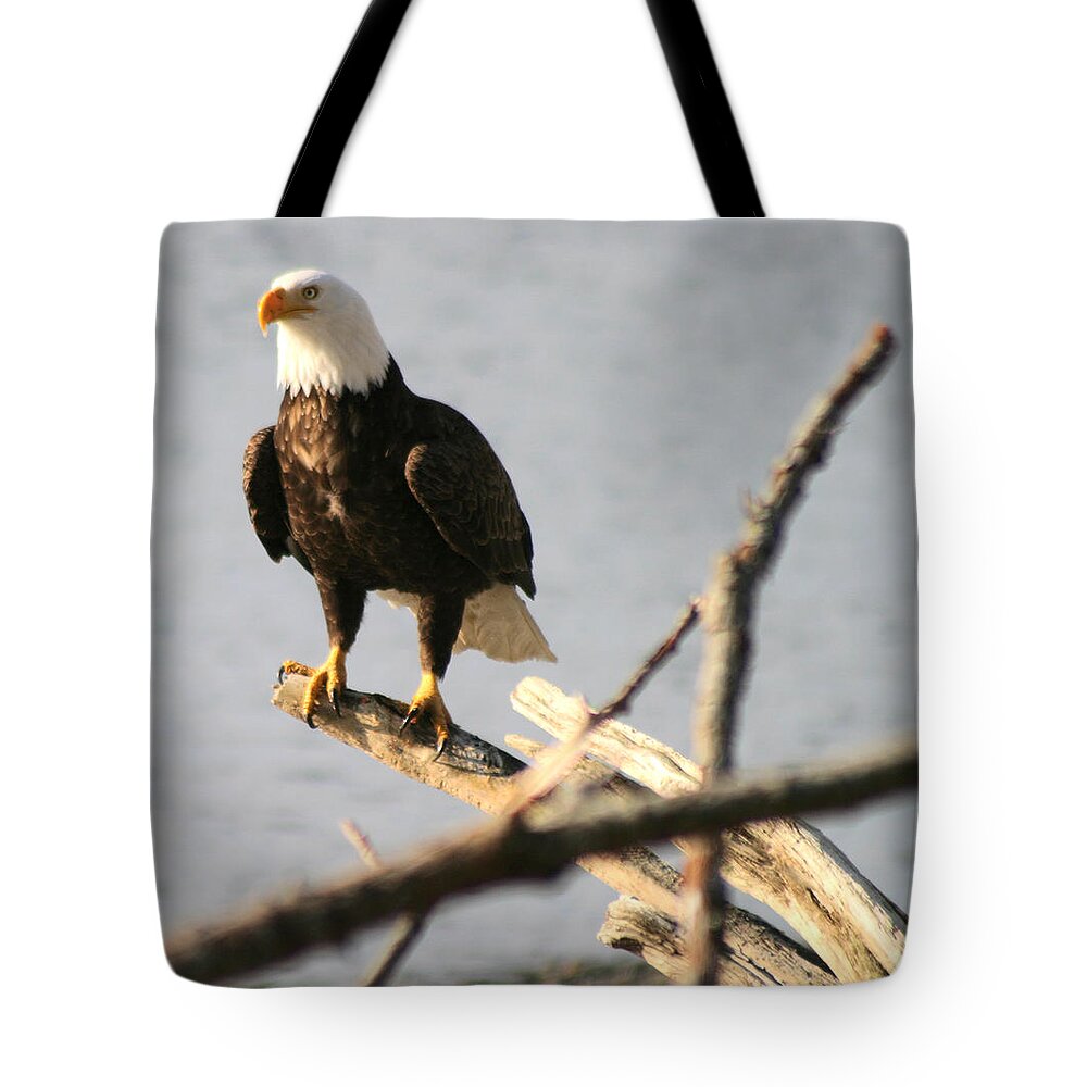 Bald Eagle Tote Bag featuring the photograph Bald Eagle On Driftwood by Kym Backland