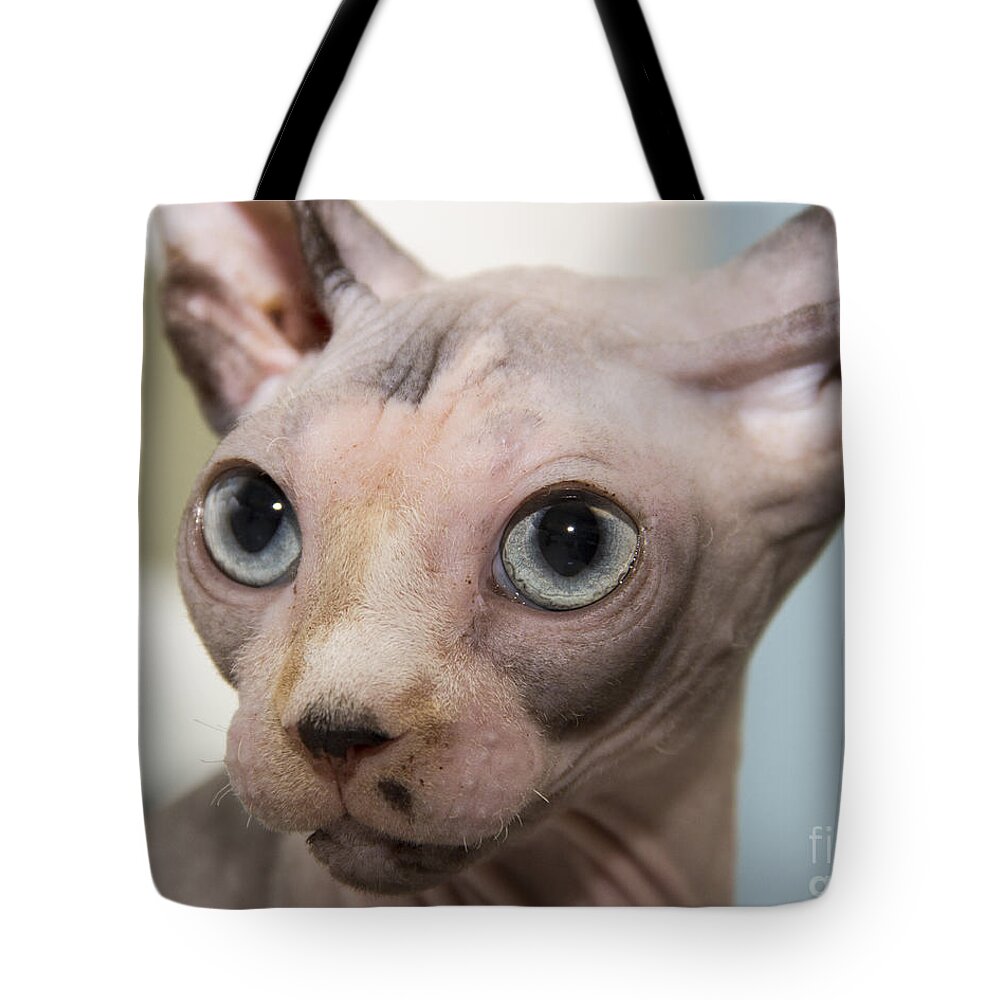 Sphynx Tote Bag featuring the photograph Bald is Beautiful by Jeannette Hunt