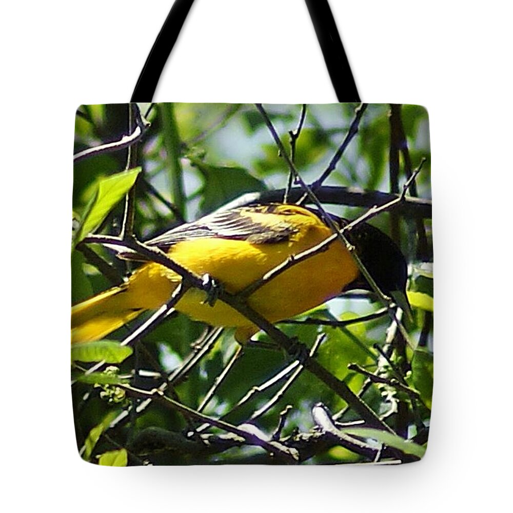 Baltimore Tote Bag featuring the photograph Baltimore Oriole by Joe Faherty