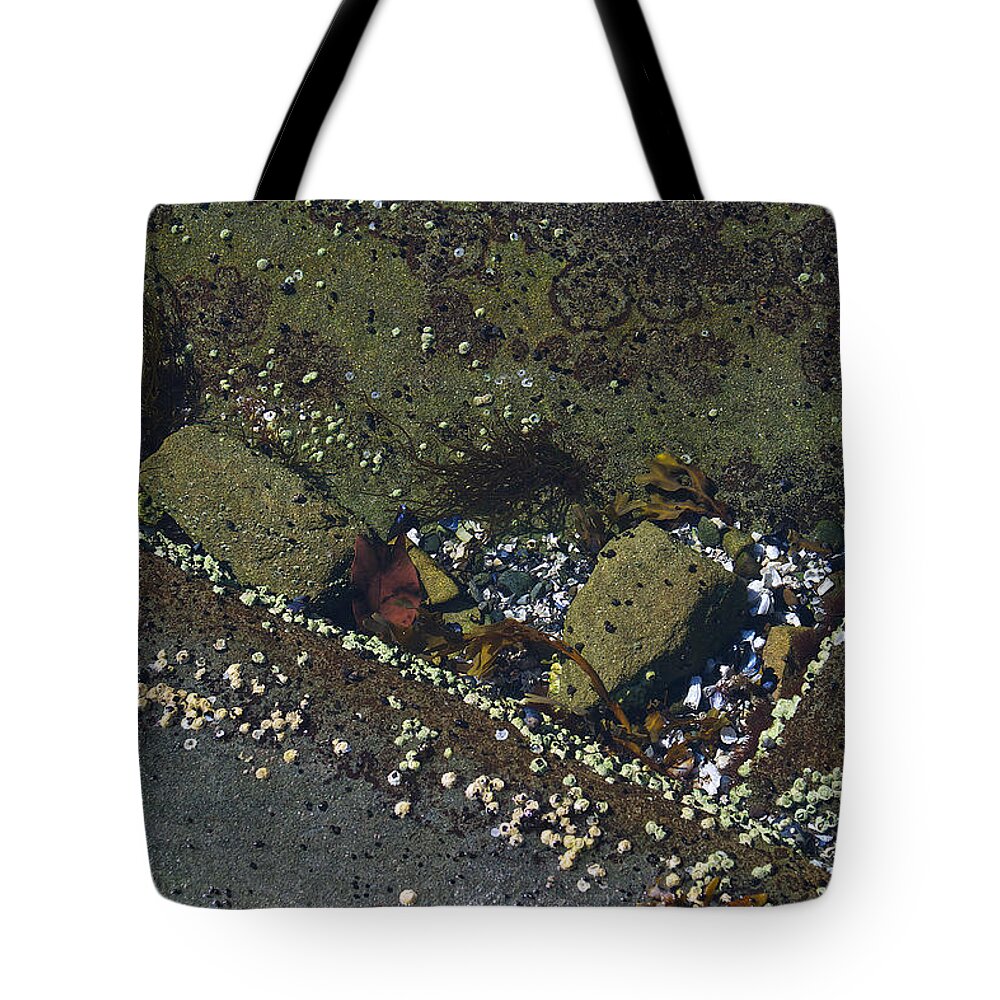 Rocks Tote Bag featuring the photograph Barnacles And Rocks by David Kleinsasser