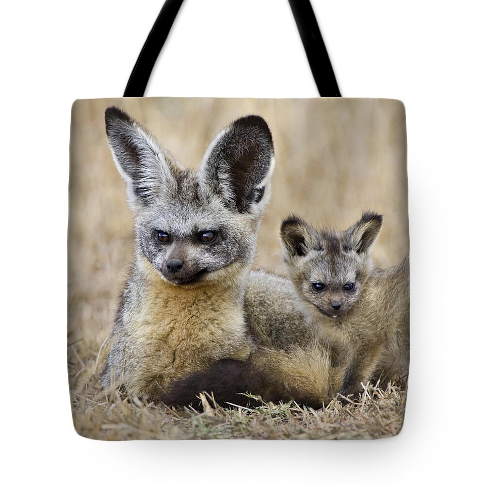 00784382 Tote Bag featuring the photograph Bat Eared Fox Parent And Pup Masai Mara by Suzi Eszterhas