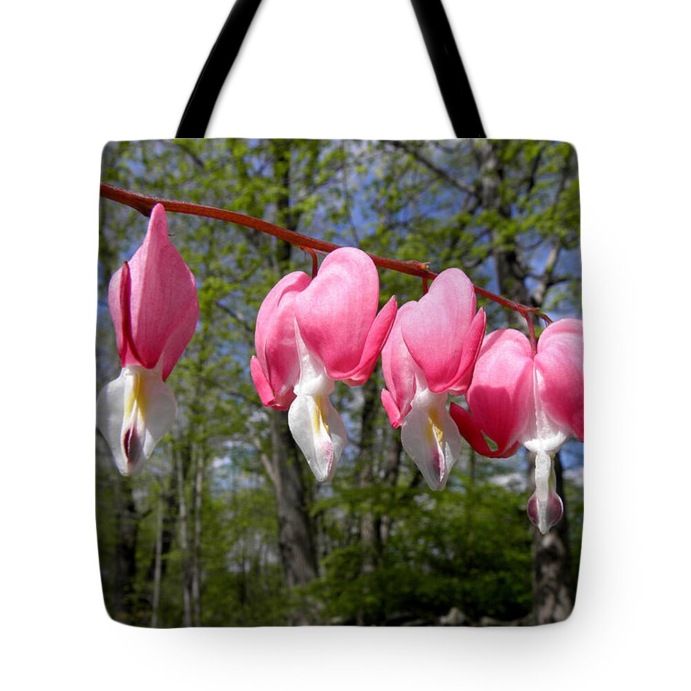 Pink Bleeding Hearts Tote Bag featuring the photograph Beauty In The Light by Kim Galluzzo