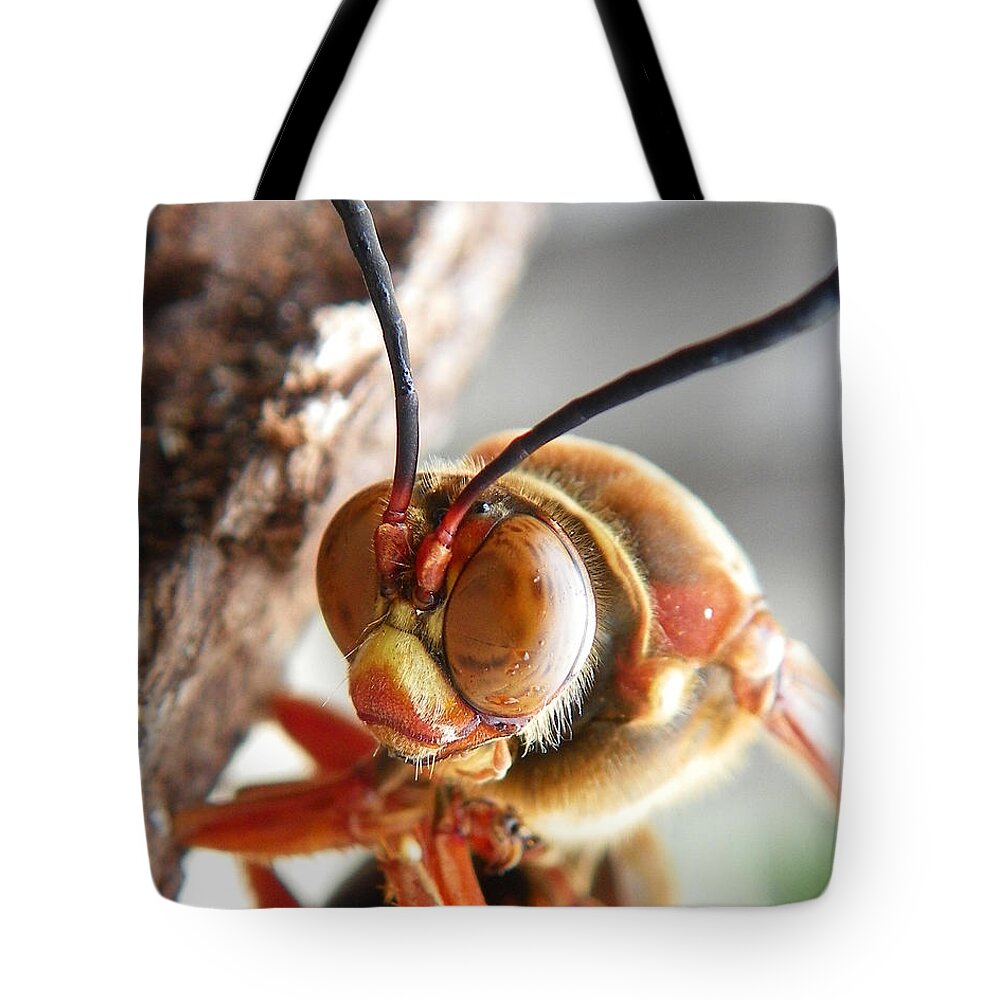 Cicada Killer Tote Bag featuring the photograph Beauty Queen by Chad and Stacey Hall