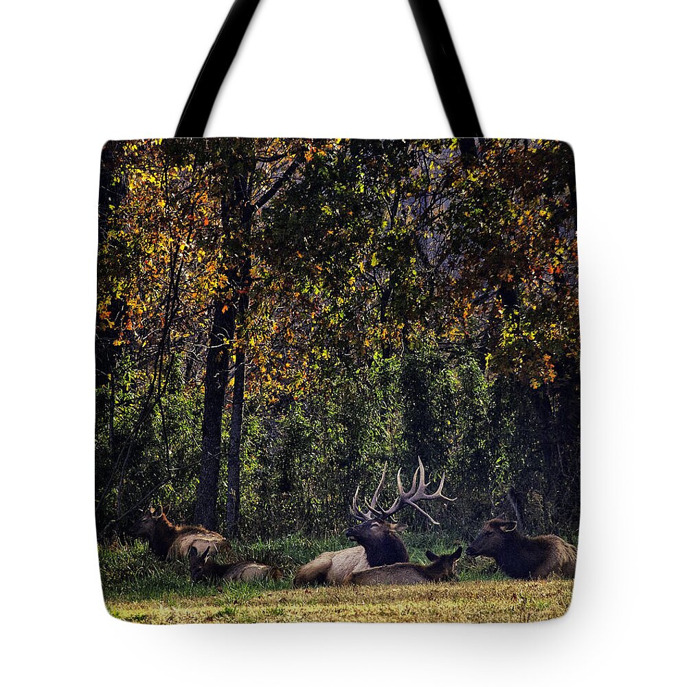 Bull Elk Tote Bag featuring the photograph Bedding Down by Michael Dougherty
