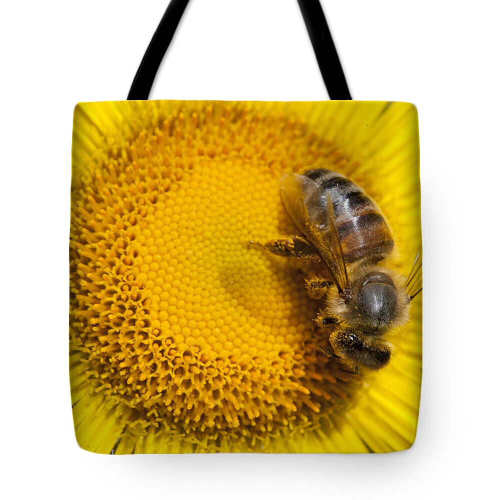 Mp Tote Bag featuring the photograph Bee Apidae On Alpine Sunflower by Matthias Breiter
