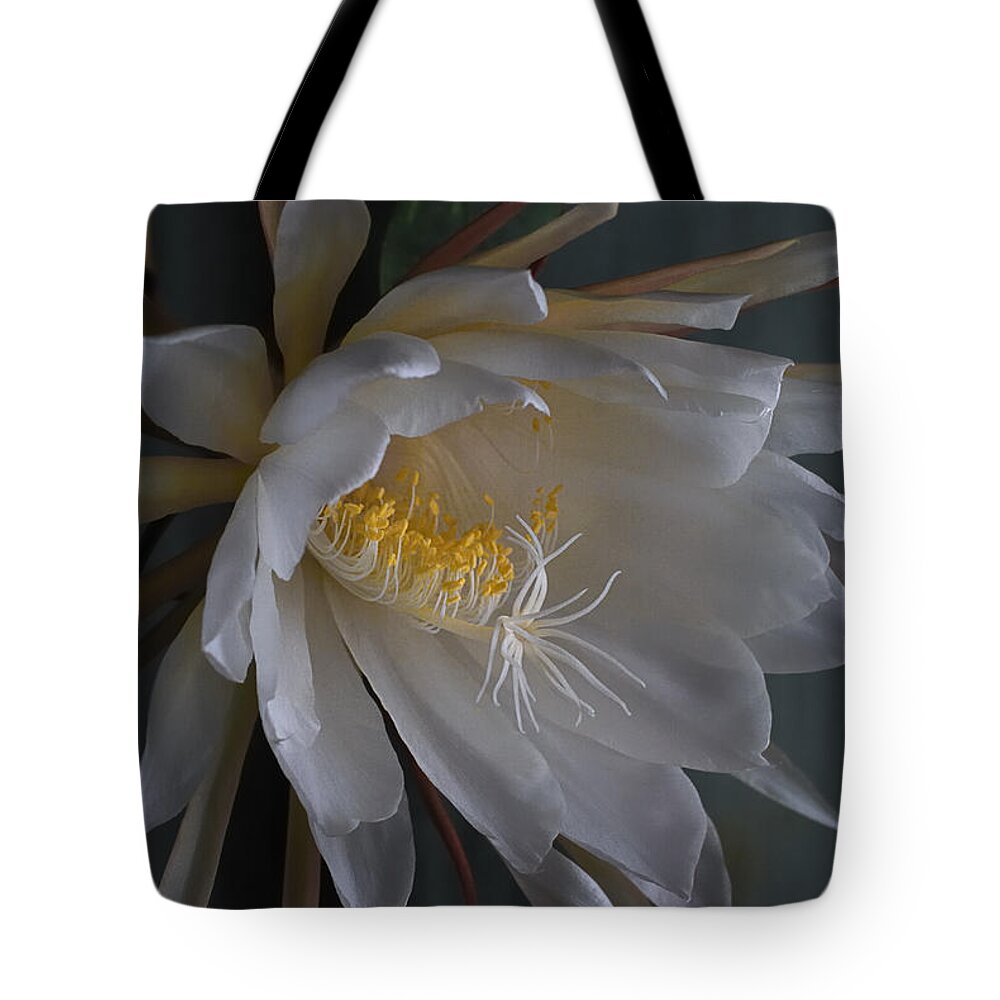 Nature Tote Bag featuring the photograph Big Night Out by Sue Capuano