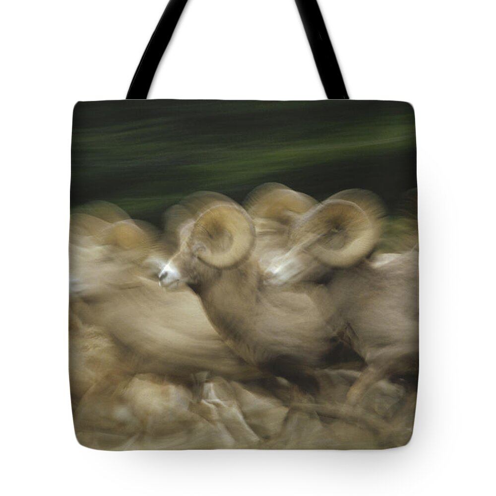 00172338 Tote Bag featuring the photograph Bighorn Sheep Herd Running Banff by Tim Fitzharris