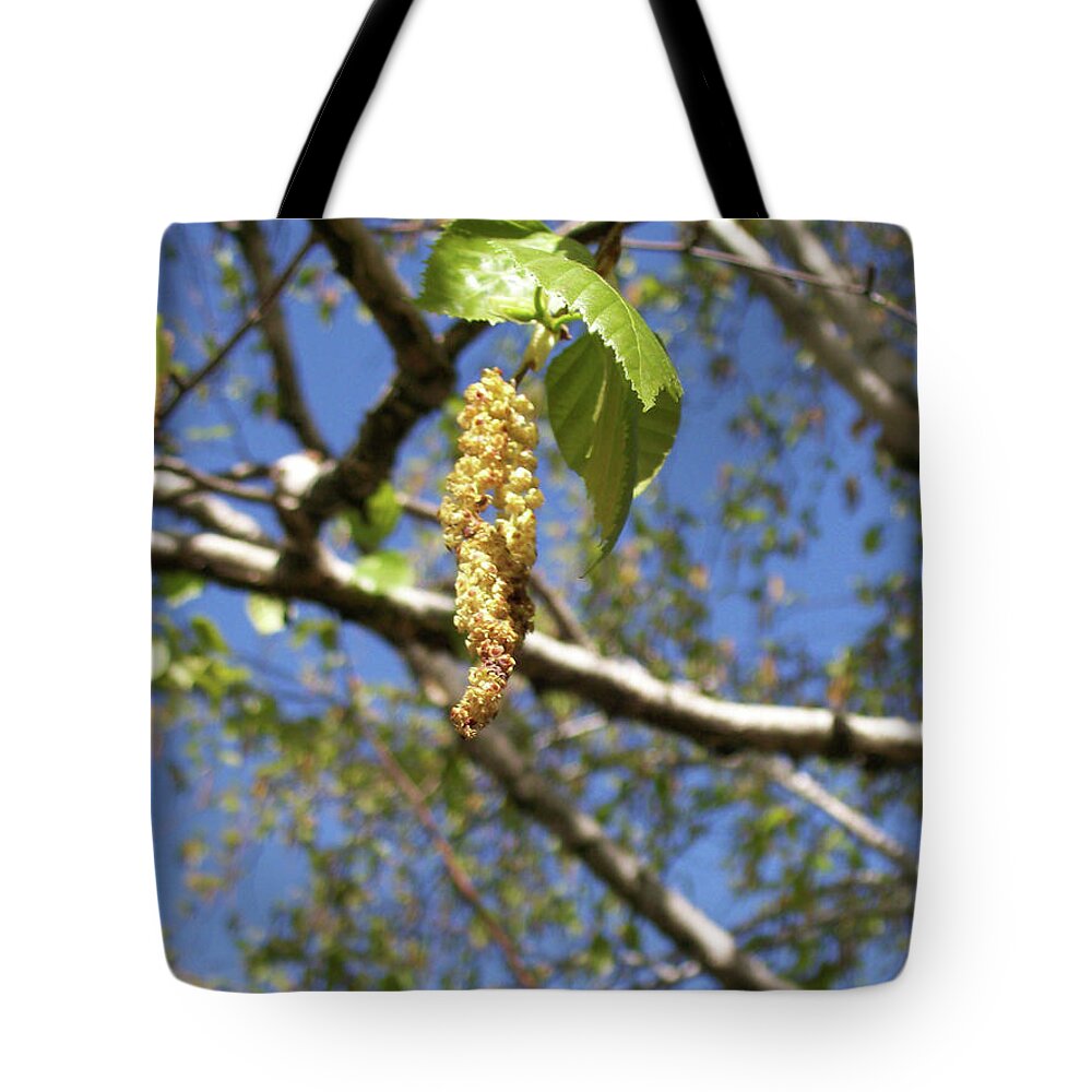 Tree Tote Bag featuring the photograph Birch Tree Seed Pod by Corinne Elizabeth Cowherd
