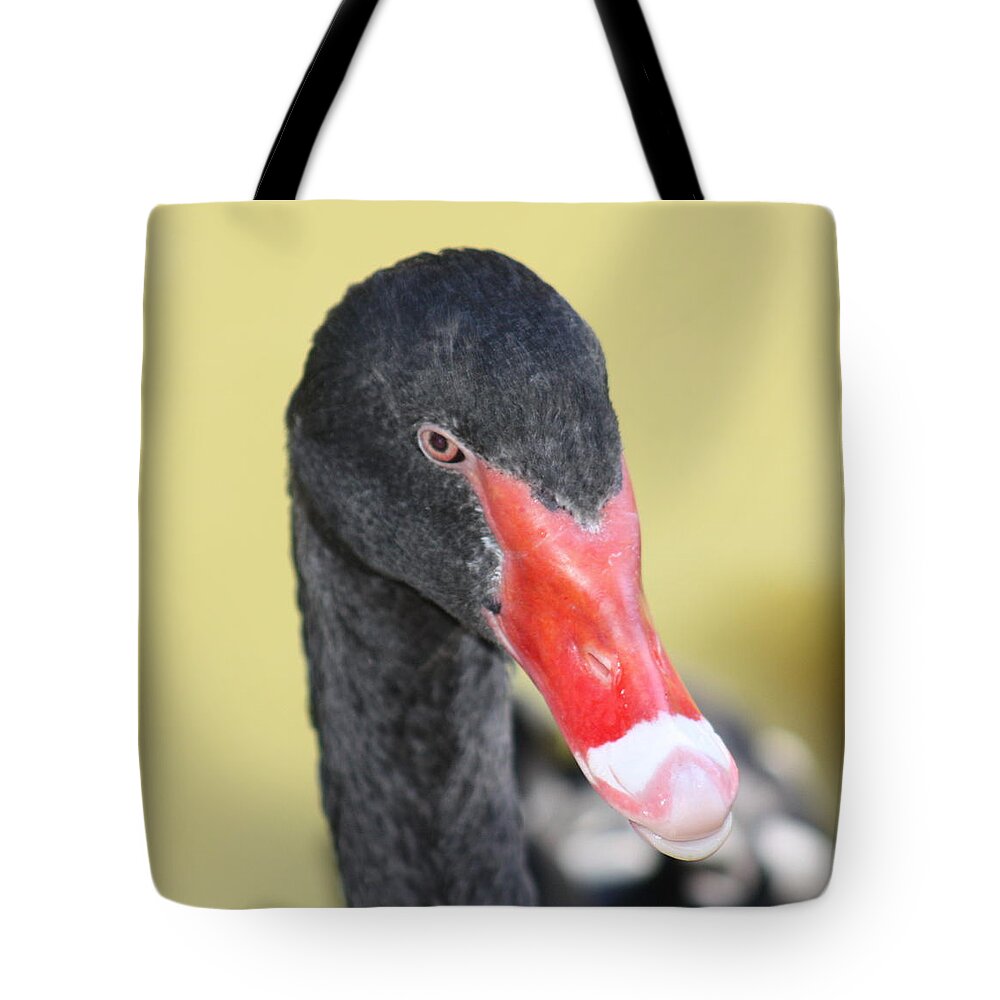 Black Tote Bag featuring the photograph Black Swan by Kim Galluzzo Wozniak