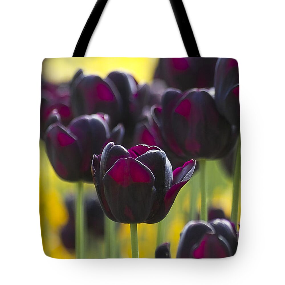 Tulip Tote Bag featuring the photograph Black Tulips in Yellow by Heiko Koehrer-Wagner