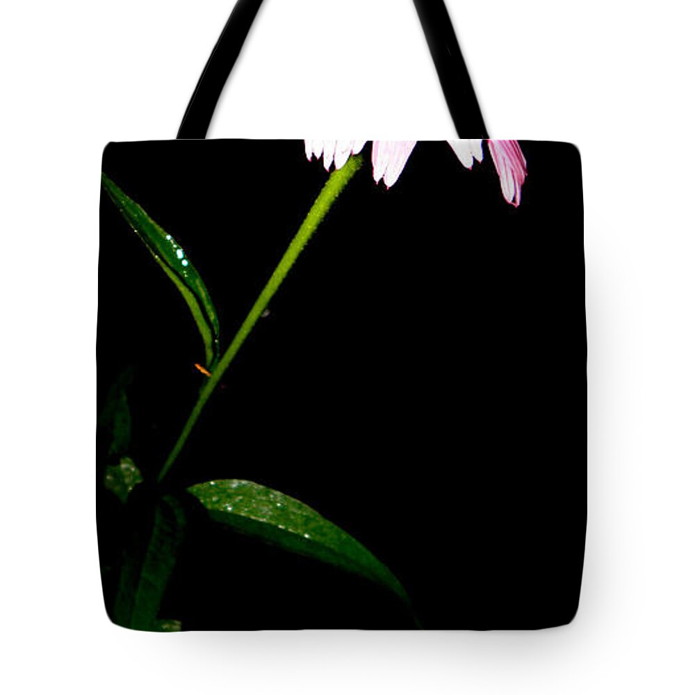 Flower Tote Bag featuring the photograph Bloom At Night by Kim Galluzzo
