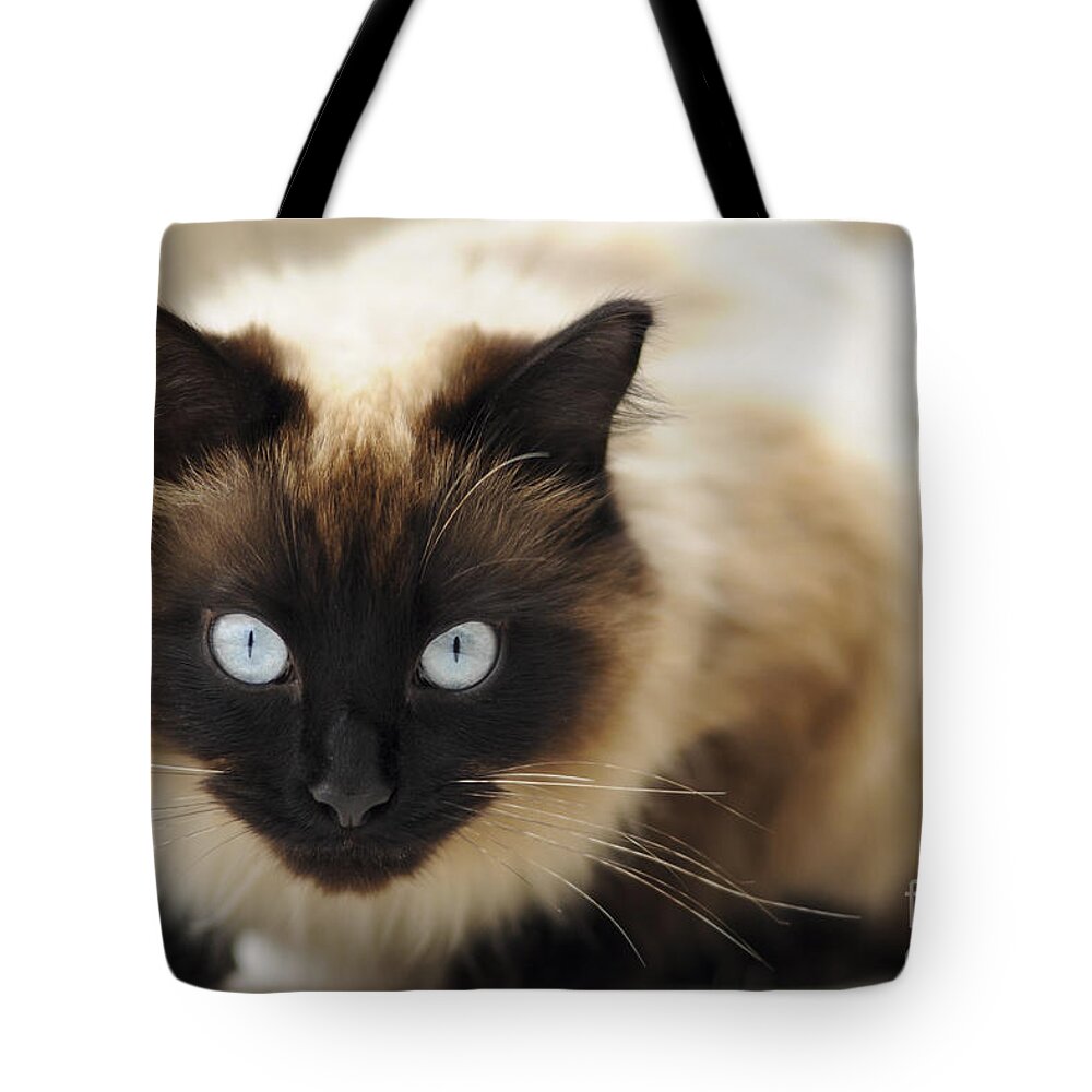 England Tote Bag featuring the photograph Blue eyes by Andrew Michael