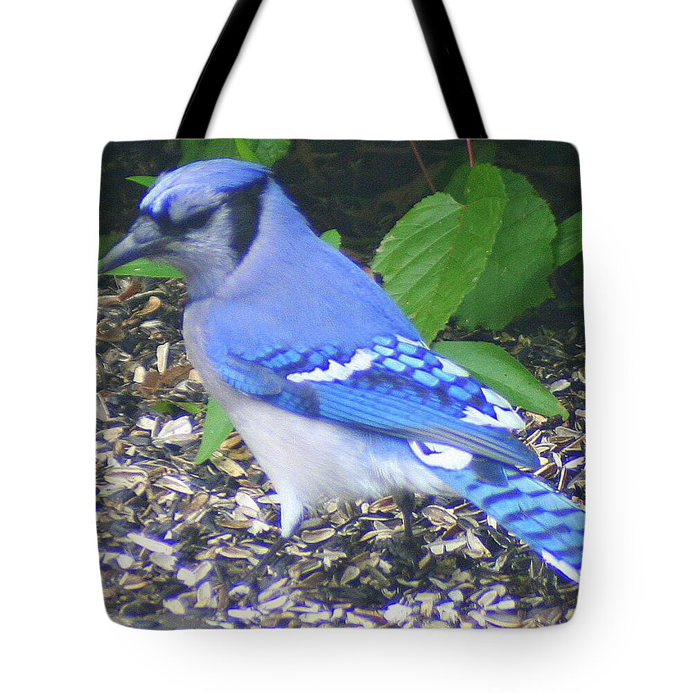Blue Jay Tote Bag featuring the photograph Blue Jay by Laurel Talabere