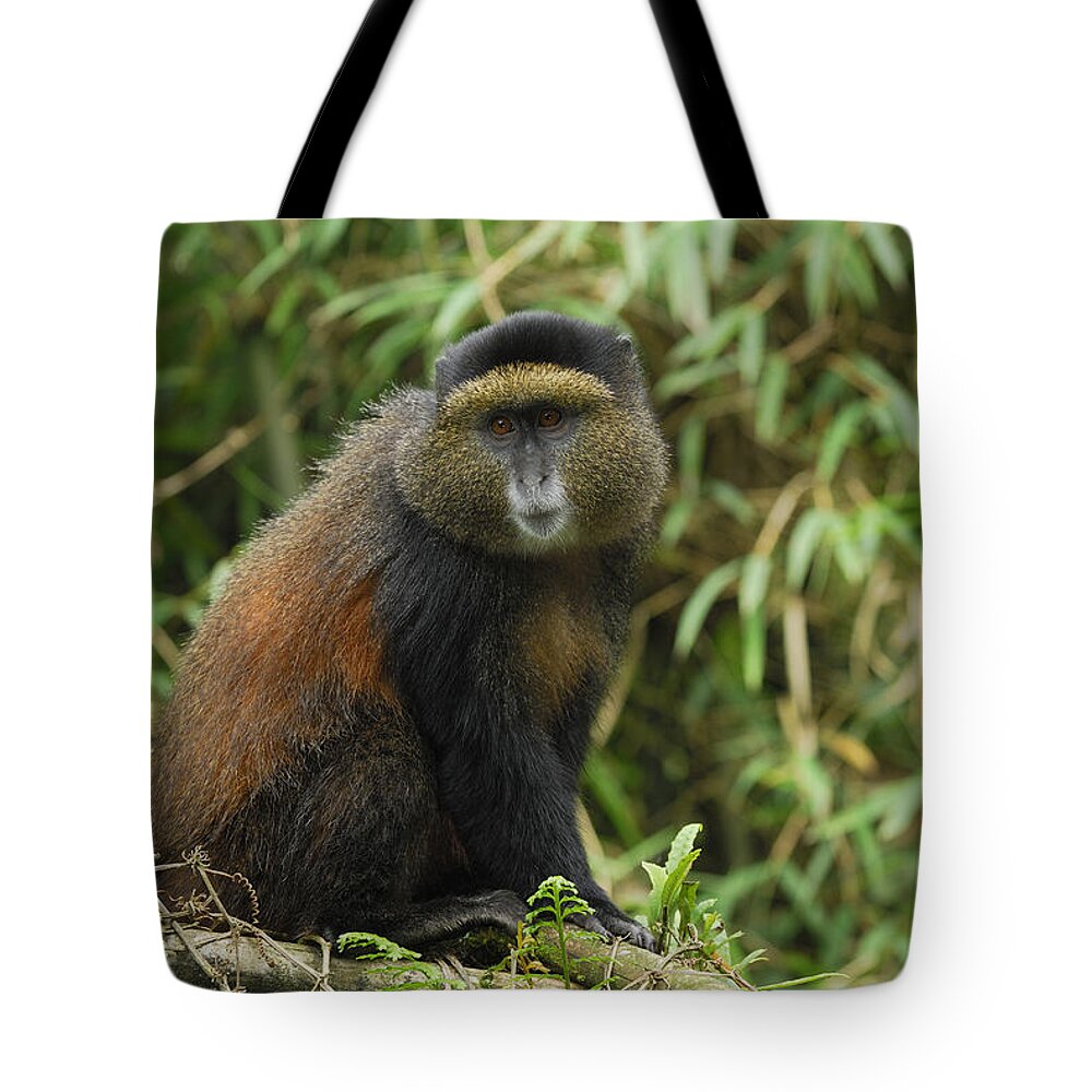 00785706 Tote Bag featuring the photograph Blue Monkey in Volcanoes Nat'l Park by Thomas Marent