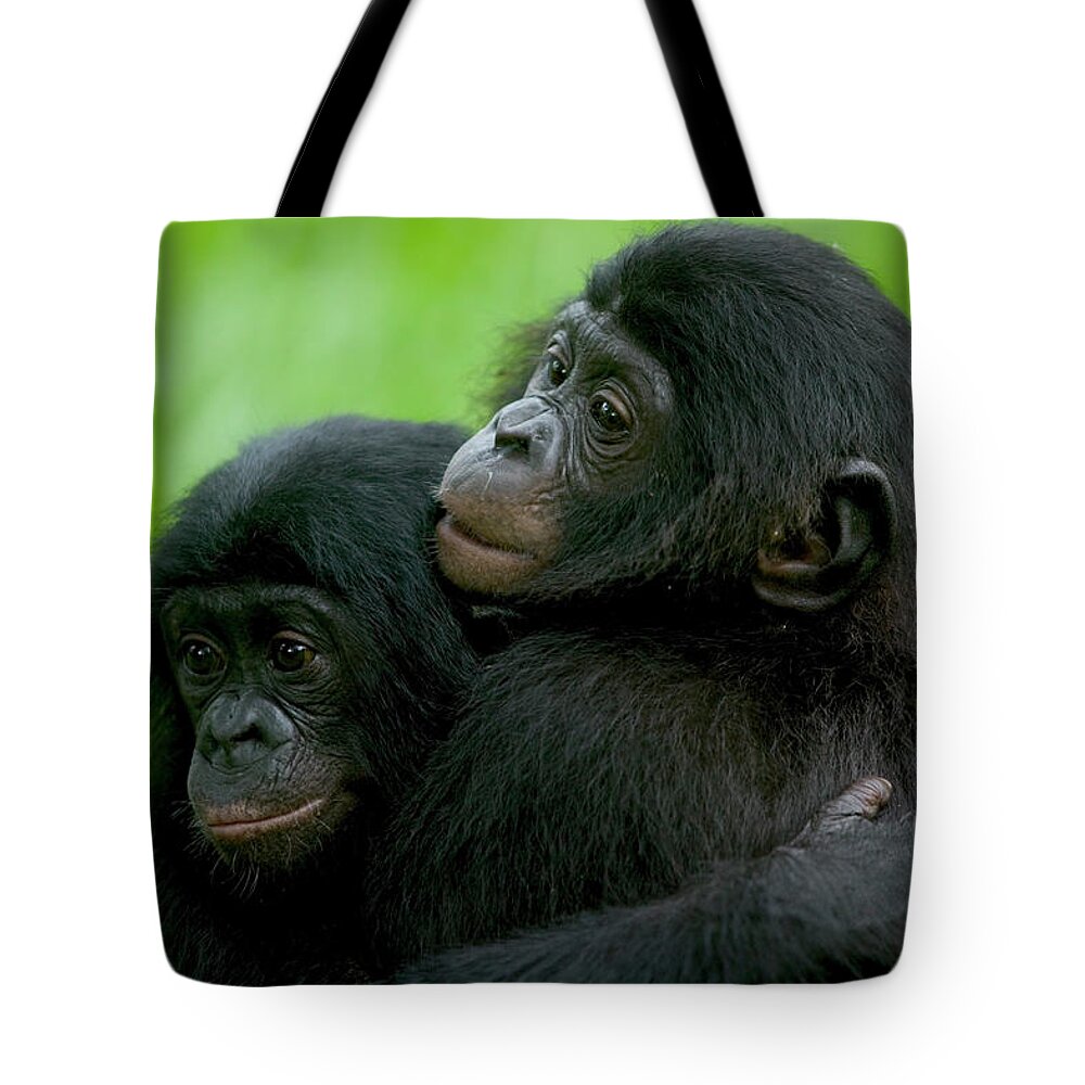 Mp Tote Bag featuring the photograph Bonobo Pan Paniscus Pair Of Orphans by Cyril Ruoso