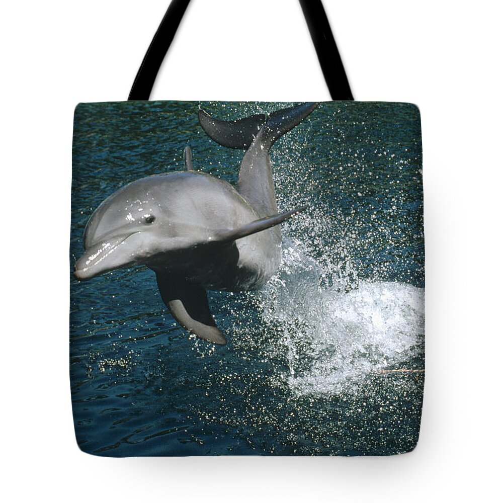 00089386 Tote Bag featuring the photograph Bottlenose Dolphin Jumping Hawaii by Flip Nicklin