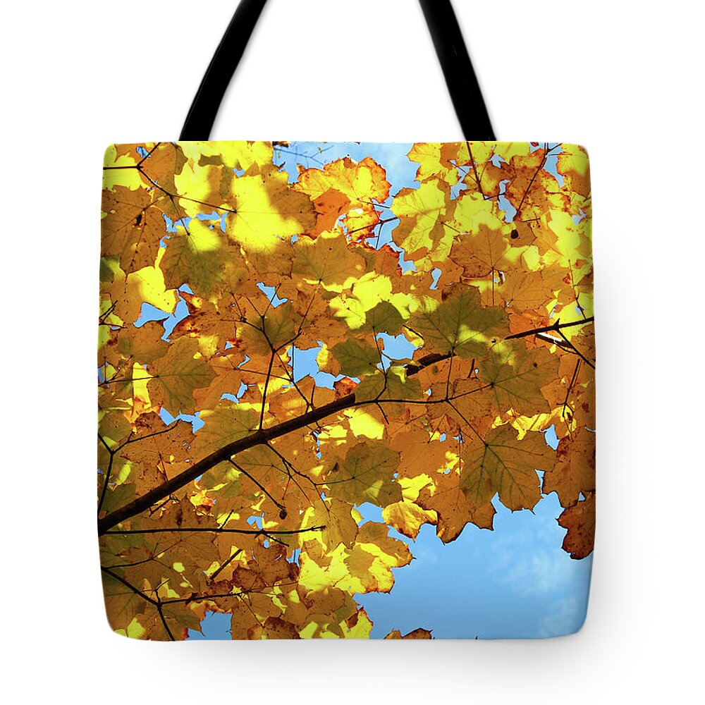 Autumn Tote Bag featuring the photograph Brilliant Imperfections by Rachel Cohen