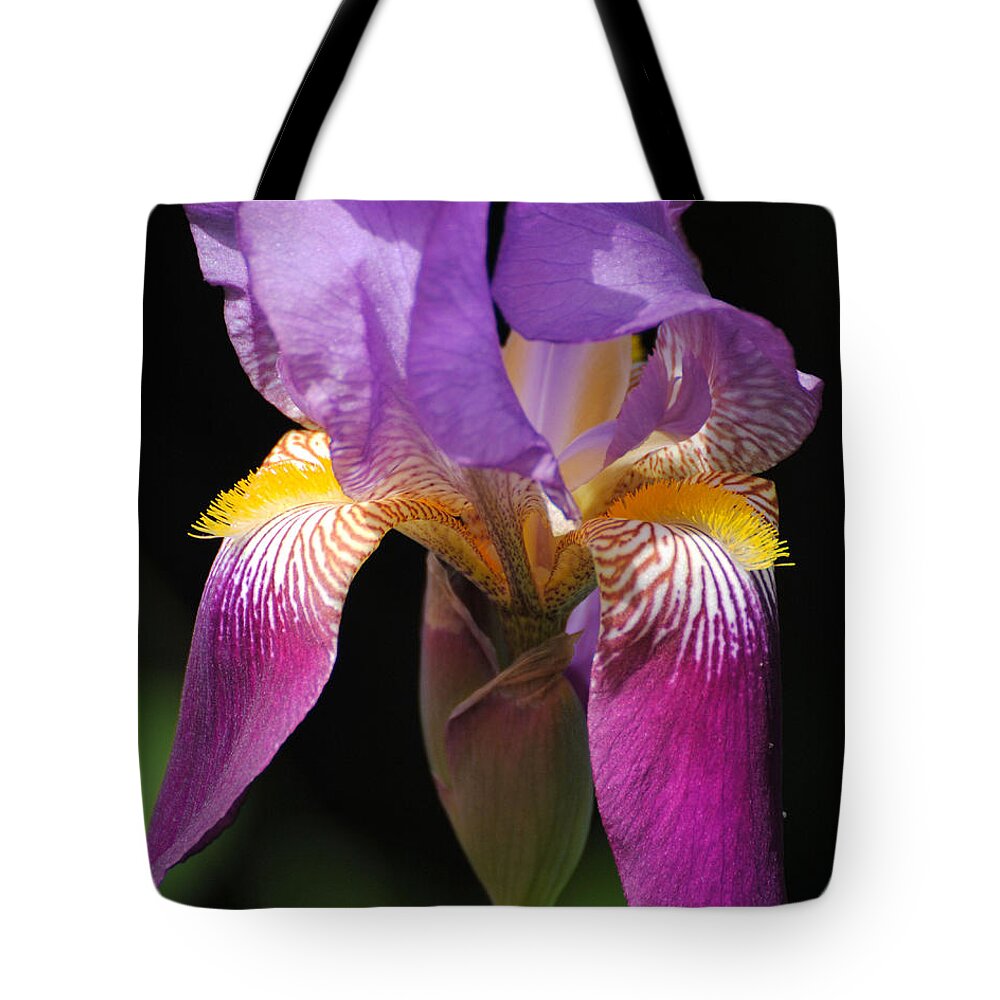Beautiful Iris Tote Bag featuring the photograph Brilliant Purple Iris Flower by Jai Johnson