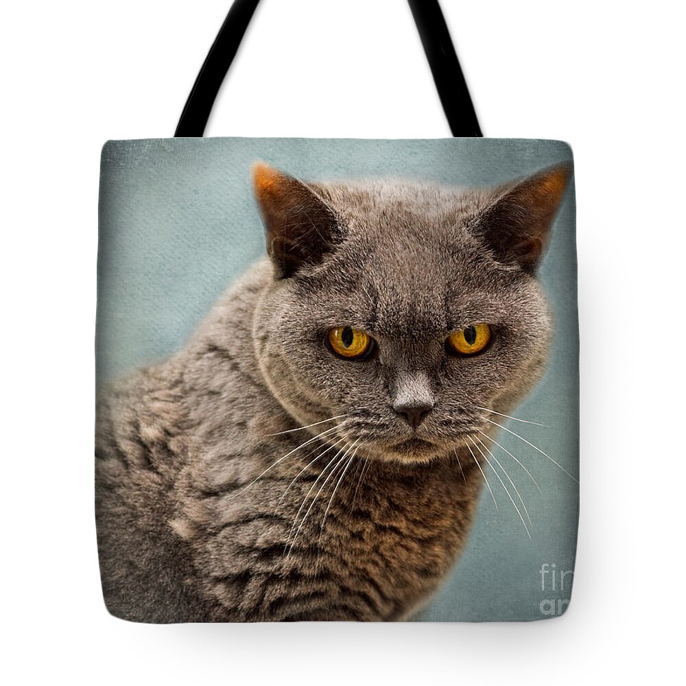 Cat Tote Bag featuring the photograph British Blue Shorthaired Cat by Louise Heusinkveld