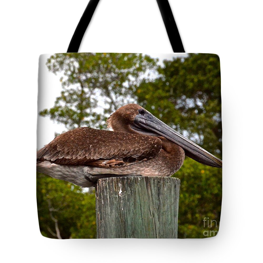 Bird Tote Bag featuring the photograph Brown Pelican at Rest by Carol Bradley