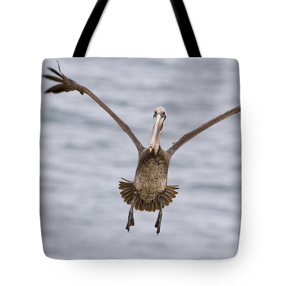 00429849 Tote Bag featuring the photograph Brown Pelican Landing La Jolla San by Sebastian Kennerknecht