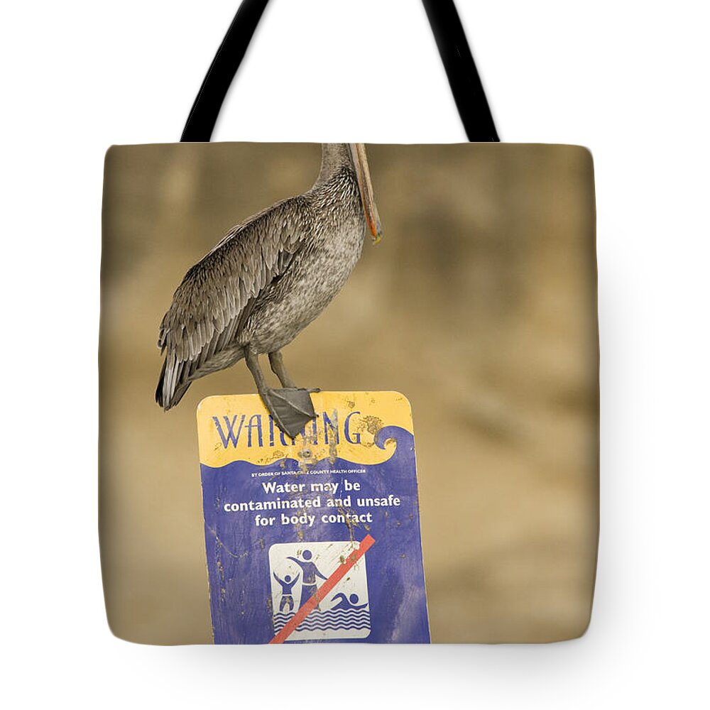 00429766 Tote Bag featuring the photograph Brown Pelican On Contaminated Water by Sebastian Kennerknecht